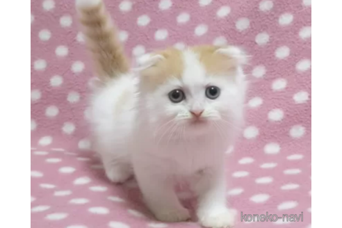 成約済の愛知県のスコティッシュフォールド(折れ耳)-86733の2枚目